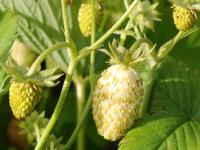 FRAGARIA VESCA 'FRUCTO ALBA'