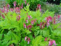 DICENTRA EXIMIA