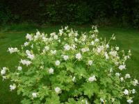 GERANIUM MACRORRHIZUM 'WHITENESS'