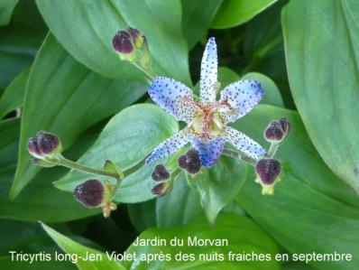 TRICYRTIS FORMOSANA V. GRANDIFLORA ‘LONG-JEN VIOLET’