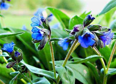 PULMONARIA DACICA 'MAWSON'