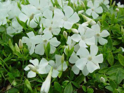 VINCA MINOR 'WHITE POWER'