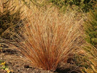 CAREX BUCHANANII 'FIRE FOX'