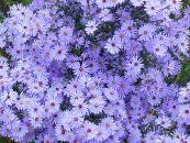 ASTER CORDIFOLIUS 'LITTLE CARLOW'