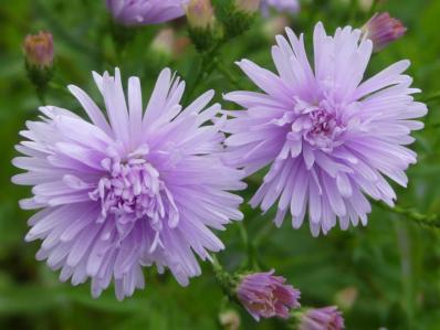 ASTER NOVI-BELGII 'FELLOWSHIP'