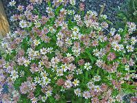 ASTER RUGULOSUS 'ASRUGO'
