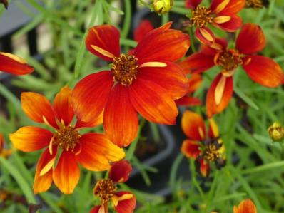 COREOPSIS ‘CRAZY CAYENNE’