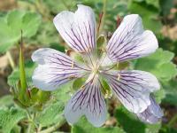 GERANIUM RENARDII