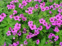 GERANIUM 'PATRICIA'