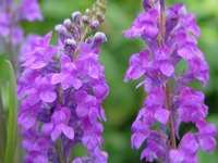 LINARIA PURPUREA