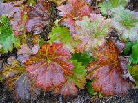 DARMERA PELTATA