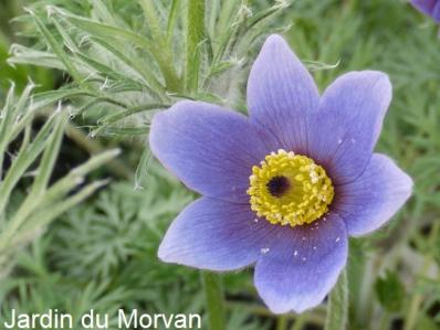 PULSATILLA VULGARIS