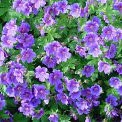 GERANIUM ONBEKEND