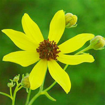 COREOPSIS TRIPTERIS 'MOSTENVELD'