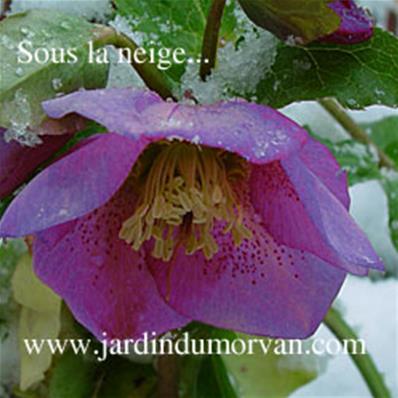 HELLEBORUS ORIENTALIS 'BLUE METALLIC LADY'