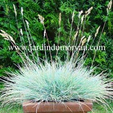 FESTUCA GLAUCA 'ELIJAH BLUE'