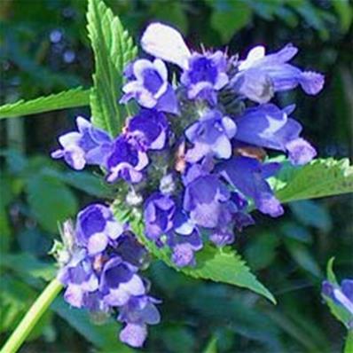 Nepeta subsessilis 'Washfield'