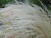 STIPA ICHU