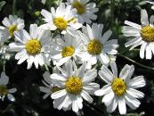 TANACETUM BALSAMINTHA