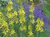 ASPHODELINE LUTEA