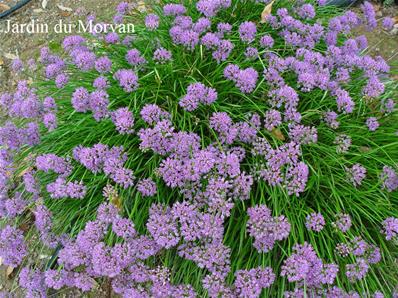 ALLIUM SENESCENS ssp MONTANUM