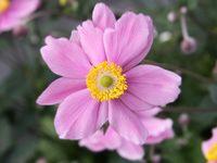 ANEMONE x HYBRIDA 'SERENADE'