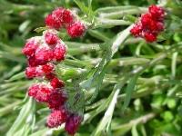 ANTENNARIA DIOICA RUBRA'