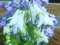 AQUILEGIA VULGARIS 'ALBA'