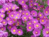 ASTER DUMOSUS BAHAMAS