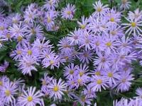 ASTER FRIKARTII 'MÖNCH'