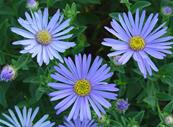 ASTER x 'NOLAY'