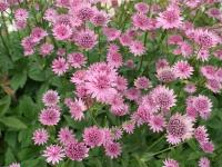 ASTRANTIA MAJOR 'ROMA'