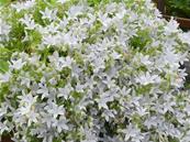 CAMPANULA POSCHARSKYANA 'E.H. FROST'