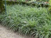 CAREX MORROWII 'ICE DANCE'