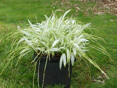 CAREX SIDEROSTICHA 'SHIRO'