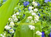 CONVALLARIA MAJALIS FLORE PLENO MALTAT'