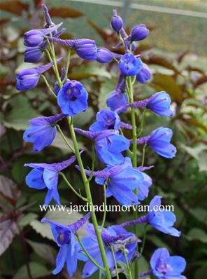 DELPHINIUM BELLADONNA BELLAMOSUM