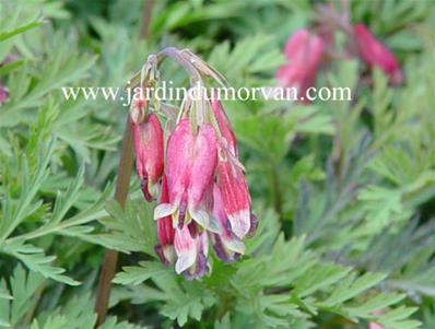 DICENTRA PERCY PICTON'