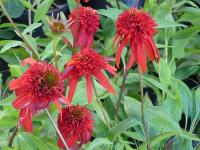 ECHINACEA HOT PAPAYA