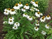 ECHINACEA PURPUREA 'PRIMADONNA WHITE'