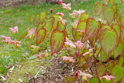 EPIMEDIUM VERSICOLOR 'CUPREUM'