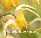 EPIMEDIUM x 'AMBER QUEEN'