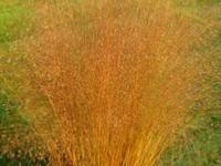 ERAGROSTIS TRICHODES 'SUMMER STRAIN'