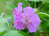 GERANIUM X CANTABRIGIENSE