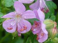 GERANIUM DALMATICUM 