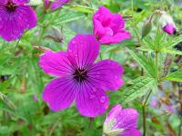 GERANIUM 'RED ADMIRAL'