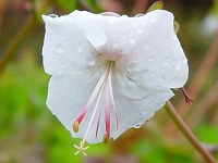 GERANIUM 'ST OLA'