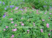 GERANIUM ENDRESSII