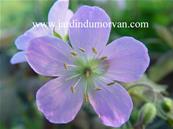 GERANIUM MACULATUM 'EXPRESSO'