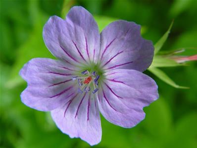 GERANIUM NODOSUM